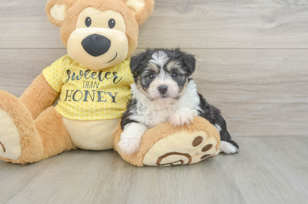 5 week old Aussiechon Puppy For Sale - Florida Fur Babies