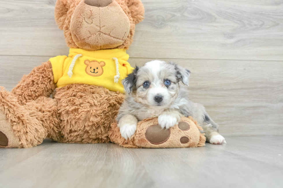 6 week old Aussiechon Puppy For Sale - Florida Fur Babies