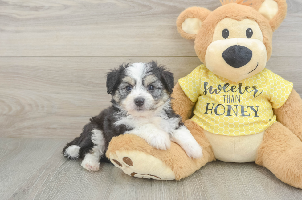 5 week old Aussiechon Puppy For Sale - Florida Fur Babies