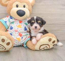 6 week old Aussiechon Puppy For Sale - Florida Fur Babies