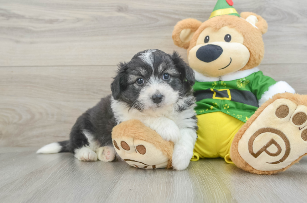 6 week old Aussiechon Puppy For Sale - Florida Fur Babies