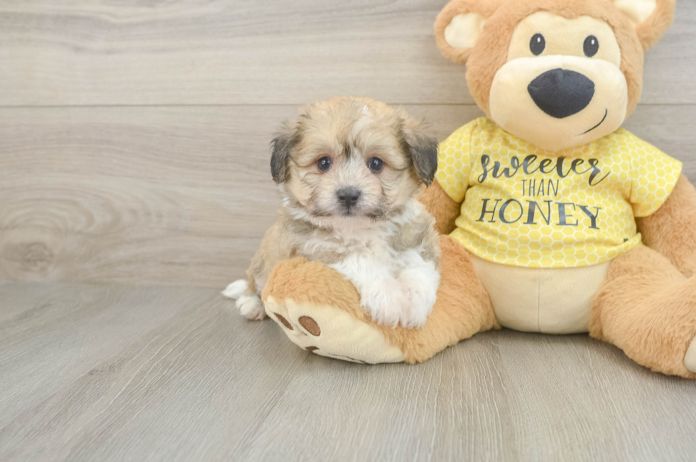 5 week old Aussiechon Puppy For Sale - Florida Fur Babies