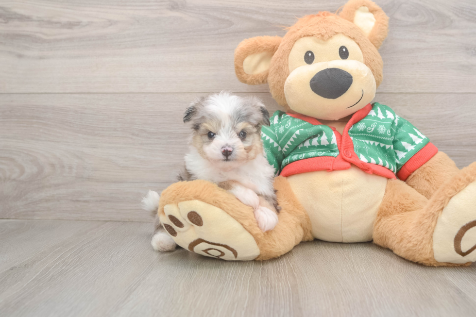 Energetic Aussie Bichon Designer Puppy