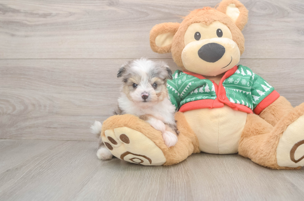 5 week old Aussiechon Puppy For Sale - Florida Fur Babies