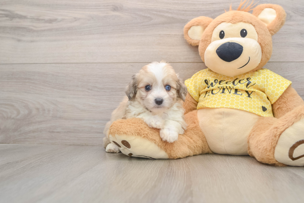 Adorable Aussie Bichon Designer Puppy