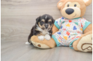 Best Aussiechon Baby