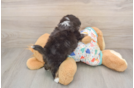 Best Aussiechon Baby