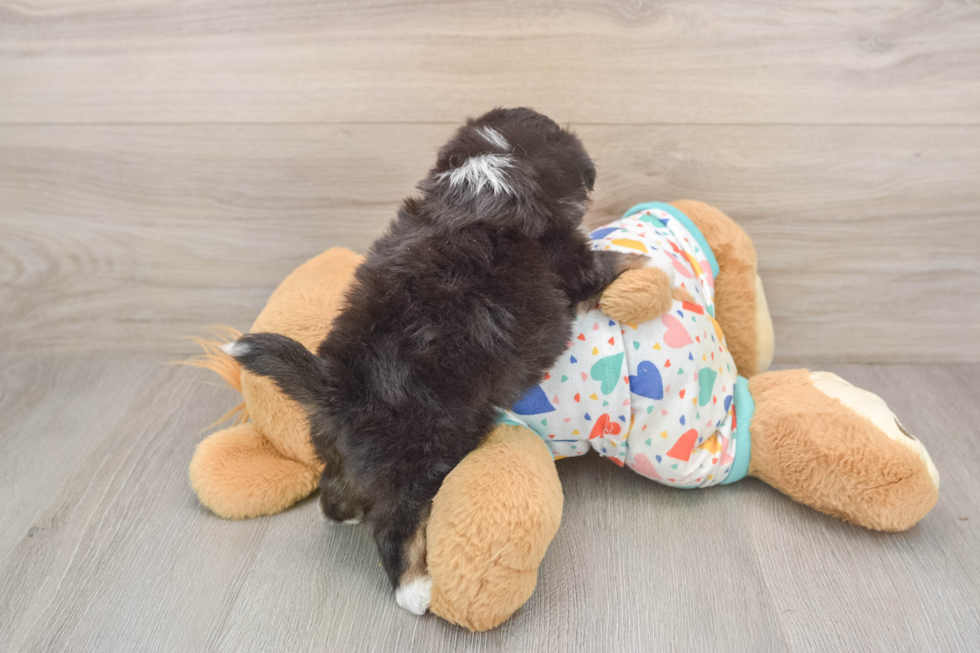 Best Aussiechon Baby