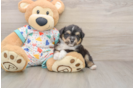 Smart Aussiechon Designer Pup
