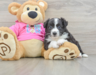 7 week old Aussiechon Puppy For Sale - Florida Fur Babies