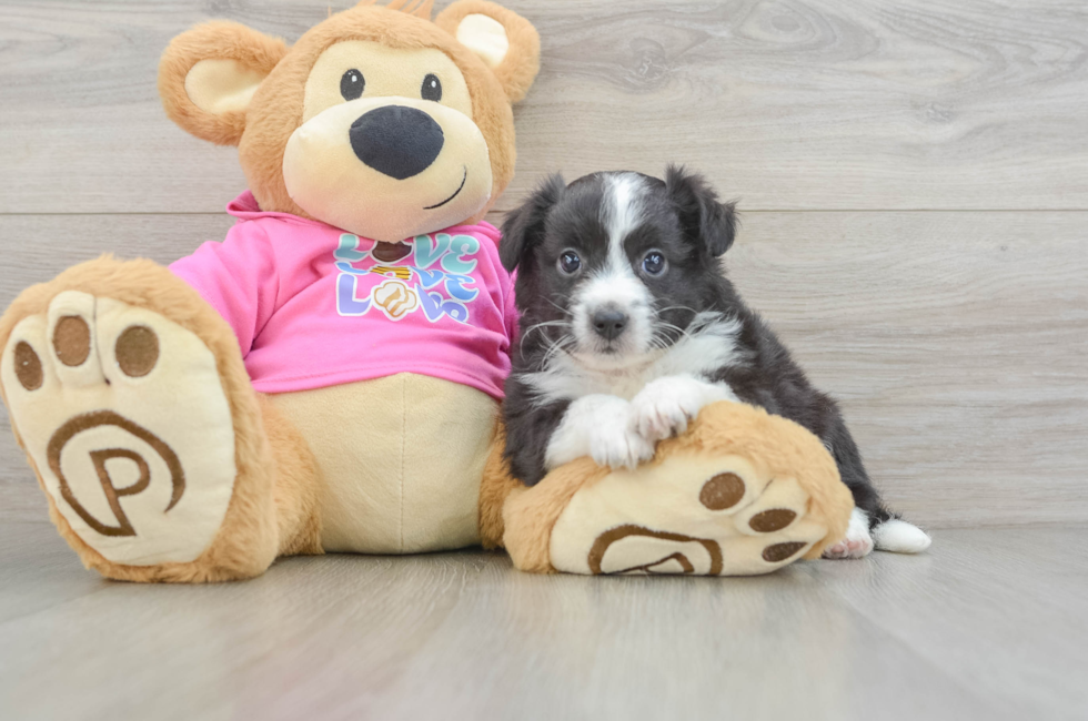 6 week old Aussiechon Puppy For Sale - Florida Fur Babies