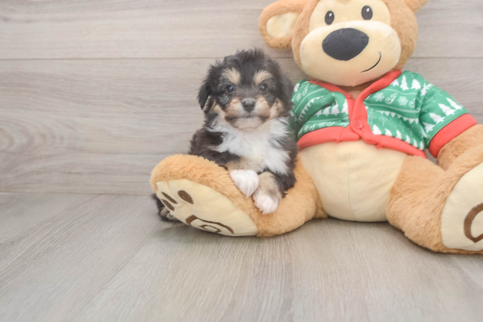 Cute Aussiechon Baby