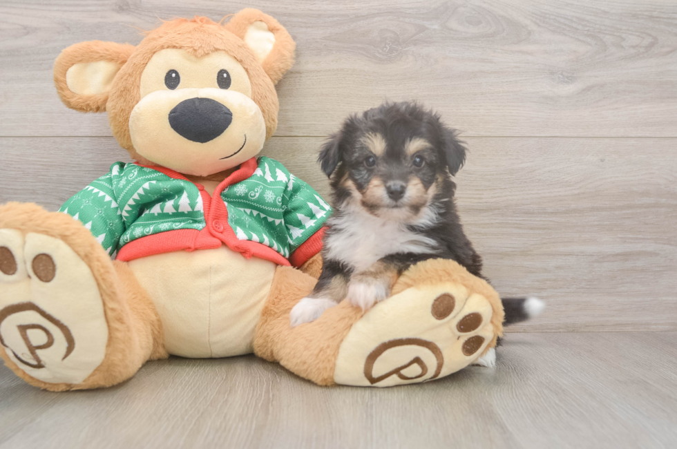 5 week old Aussiechon Puppy For Sale - Florida Fur Babies