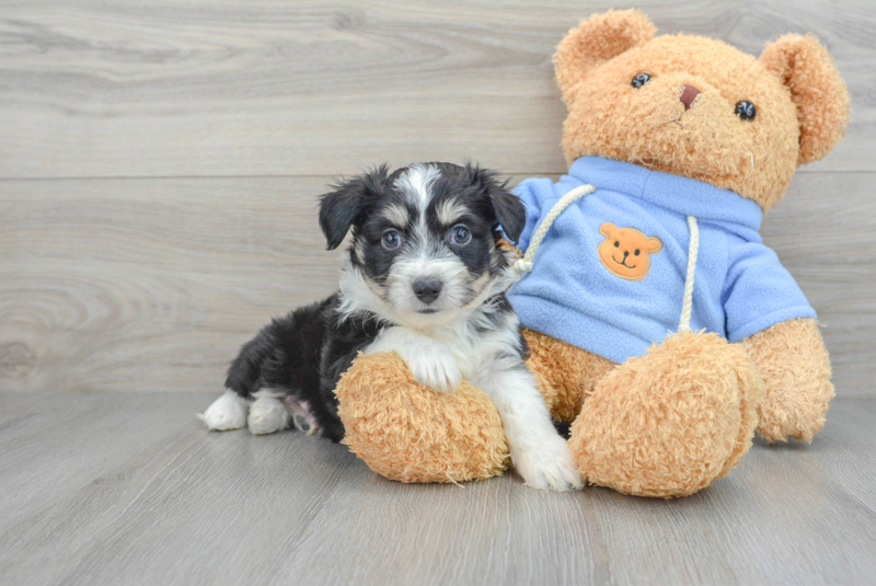 Meet Gage - our Aussiechon Puppy Photo 1/3 - Florida Fur Babies
