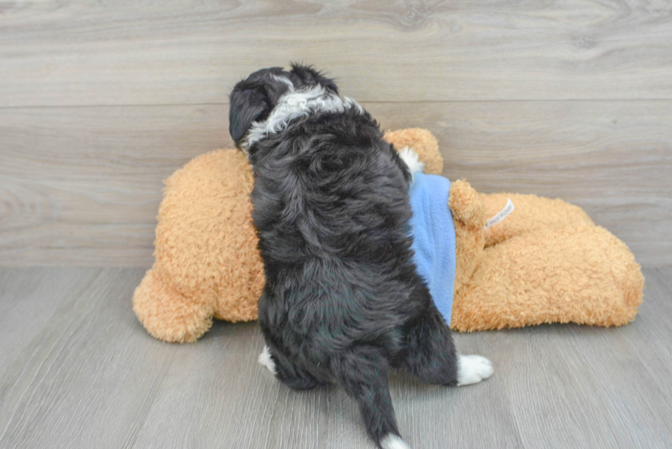 Energetic Australian Designer Puppy