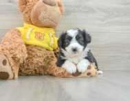 6 week old Aussiechon Puppy For Sale - Florida Fur Babies