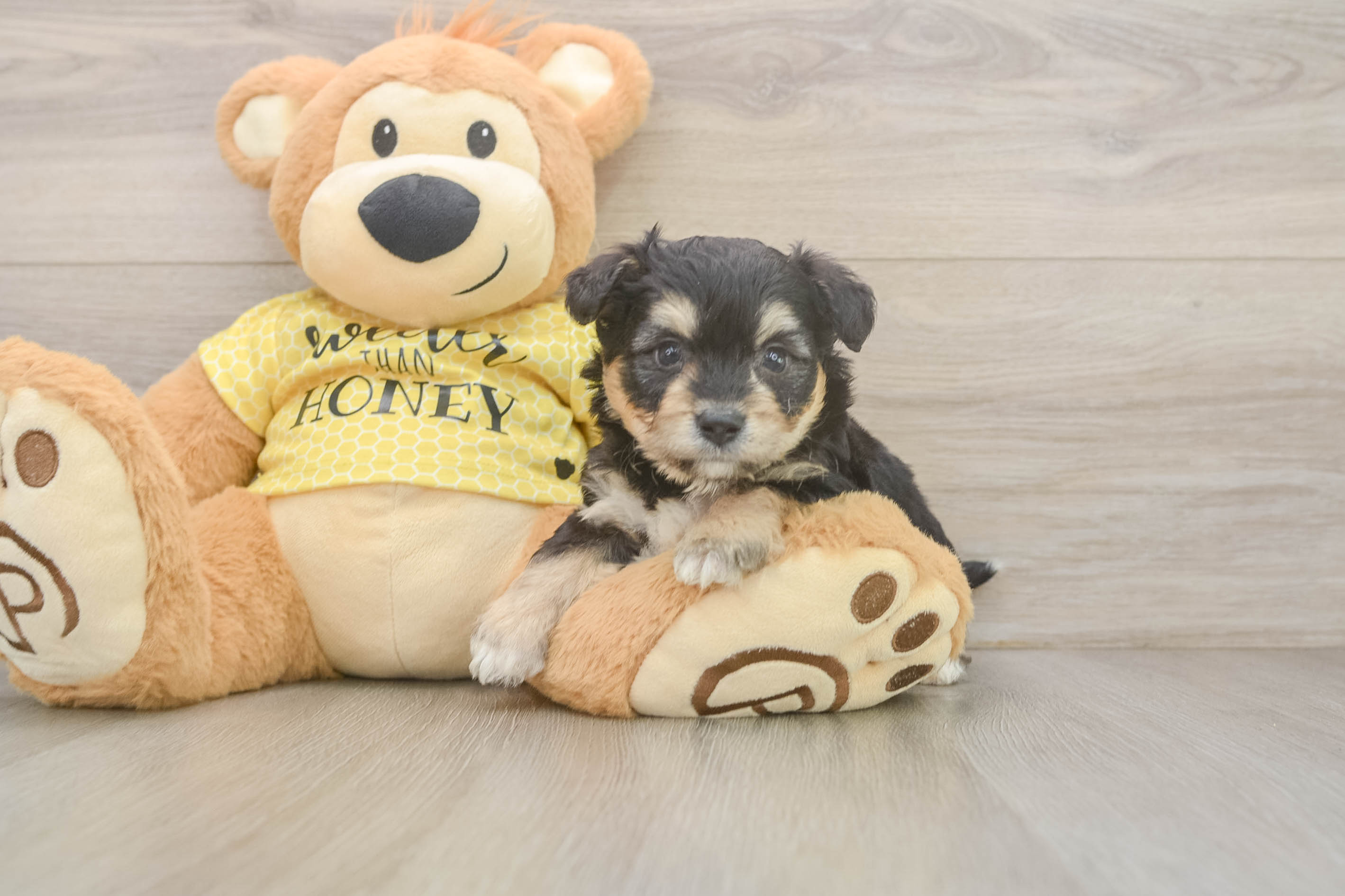 Petite Aussiechon Designer Pup