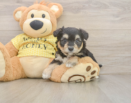 8 week old Aussiechon Puppy For Sale - Florida Fur Babies