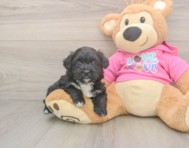 5 week old Aussiechon Puppy For Sale - Florida Fur Babies