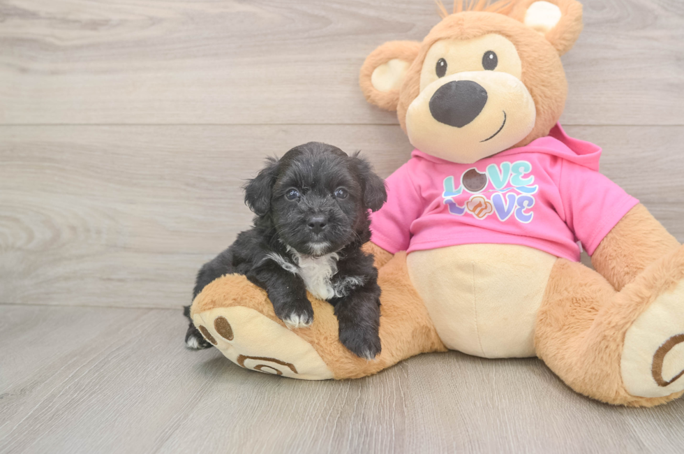 6 week old Aussiechon Puppy For Sale - Florida Fur Babies