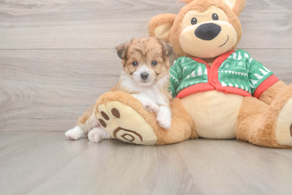 Aussiechon Puppy for Adoption