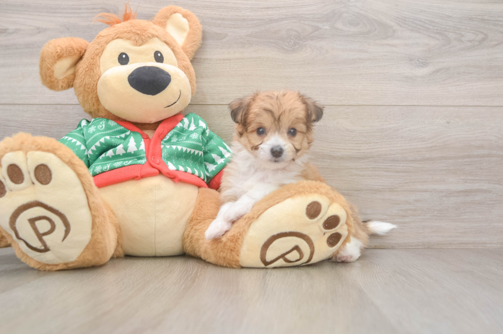 6 week old Aussiechon Puppy For Sale - Florida Fur Babies