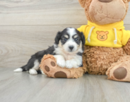 8 week old Aussiechon Puppy For Sale - Florida Fur Babies