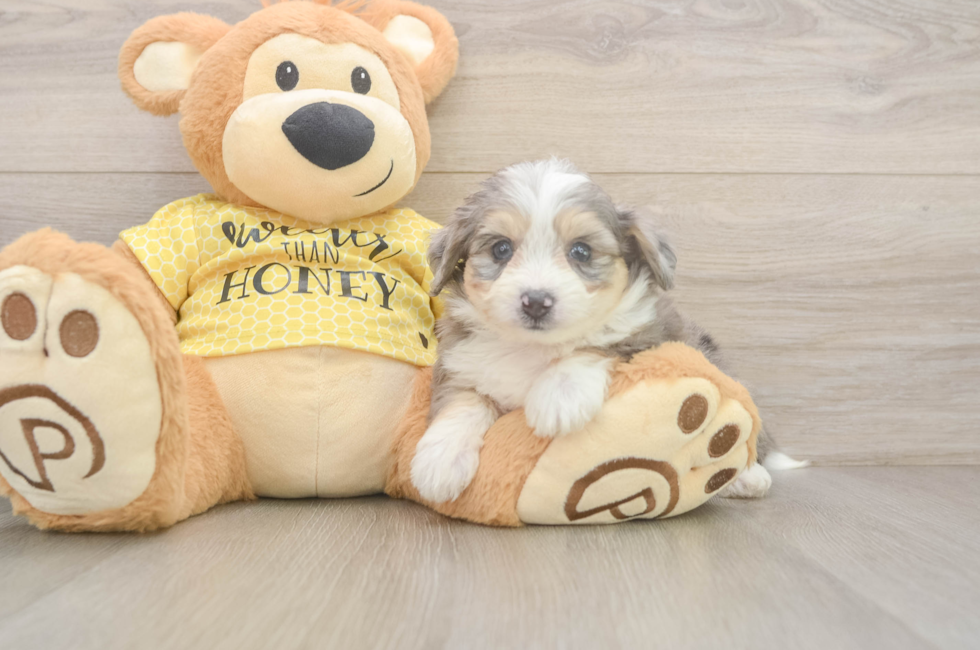 5 week old Aussiechon Puppy For Sale - Florida Fur Babies