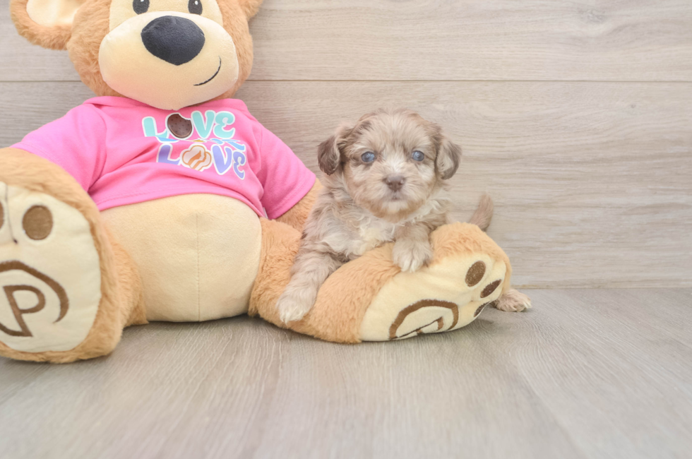 6 week old Aussiechon Puppy For Sale - Florida Fur Babies