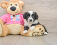 7 week old Aussiechon Puppy For Sale - Florida Fur Babies