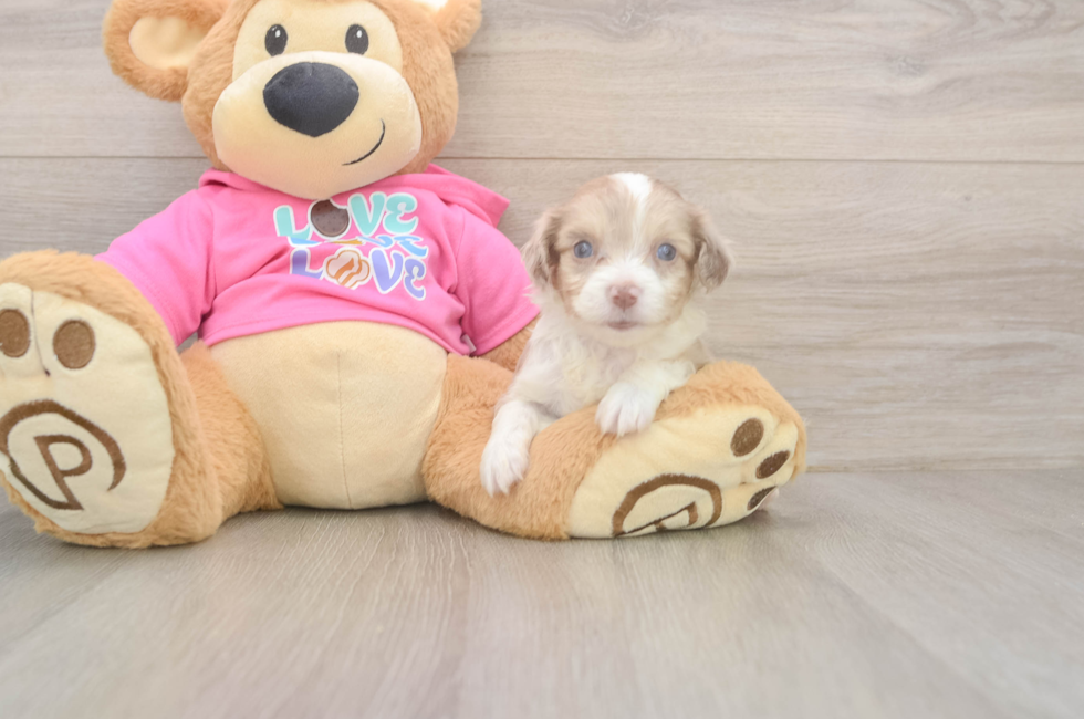 6 week old Aussiechon Puppy For Sale - Florida Fur Babies