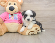 8 week old Aussiechon Puppy For Sale - Florida Fur Babies
