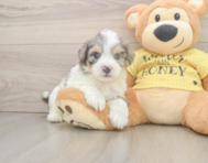 7 week old Aussiechon Puppy For Sale - Florida Fur Babies
