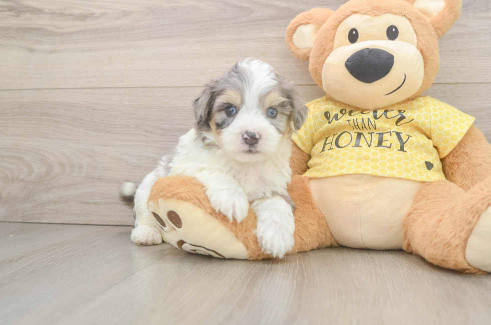 5 week old Aussiechon Puppy For Sale - Florida Fur Babies