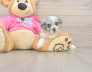 5 week old Aussiechon Puppy For Sale - Florida Fur Babies