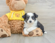 9 week old Aussiechon Puppy For Sale - Florida Fur Babies