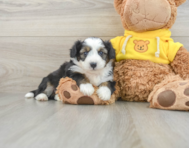 8 week old Aussiechon Puppy For Sale - Florida Fur Babies