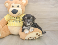8 week old Aussiechon Puppy For Sale - Florida Fur Babies