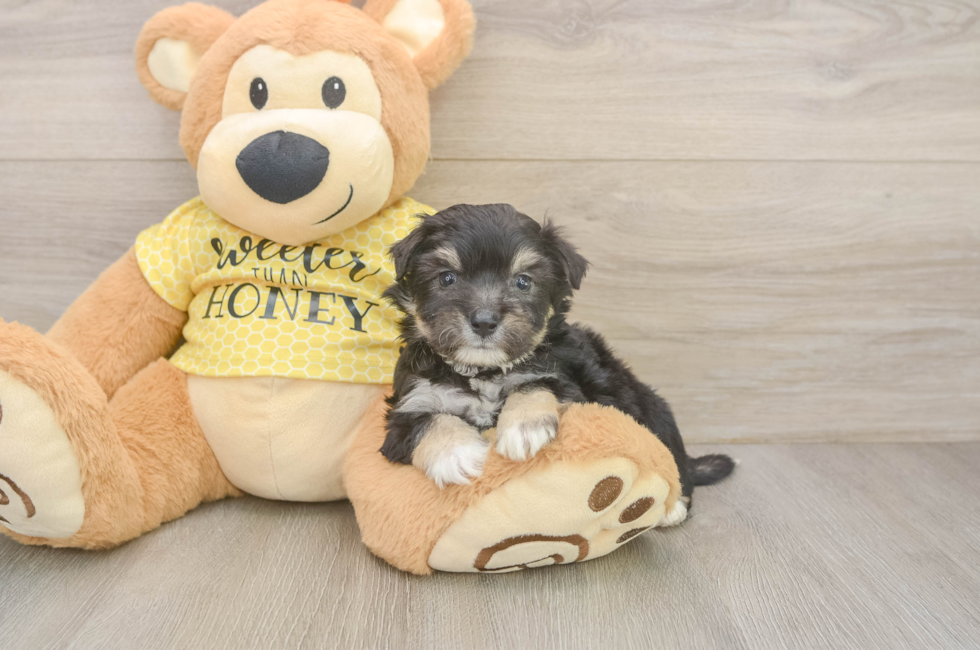 5 week old Aussiechon Puppy For Sale - Florida Fur Babies