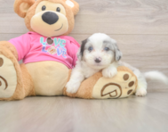 6 week old Aussiechon Puppy For Sale - Florida Fur Babies