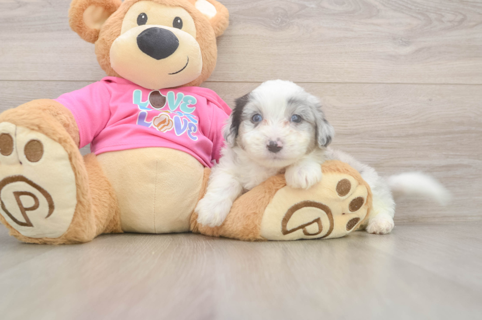 6 week old Aussiechon Puppy For Sale - Florida Fur Babies