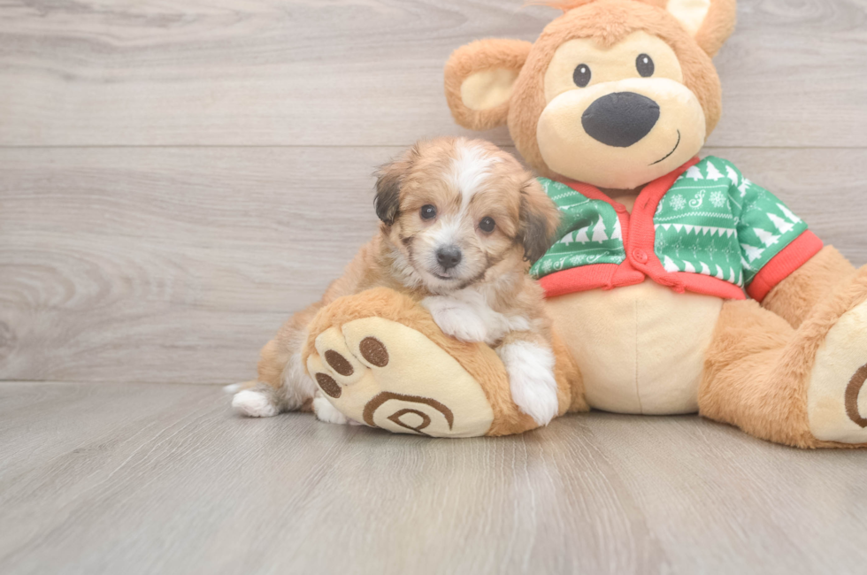 6 week old Aussiechon Puppy For Sale - Florida Fur Babies