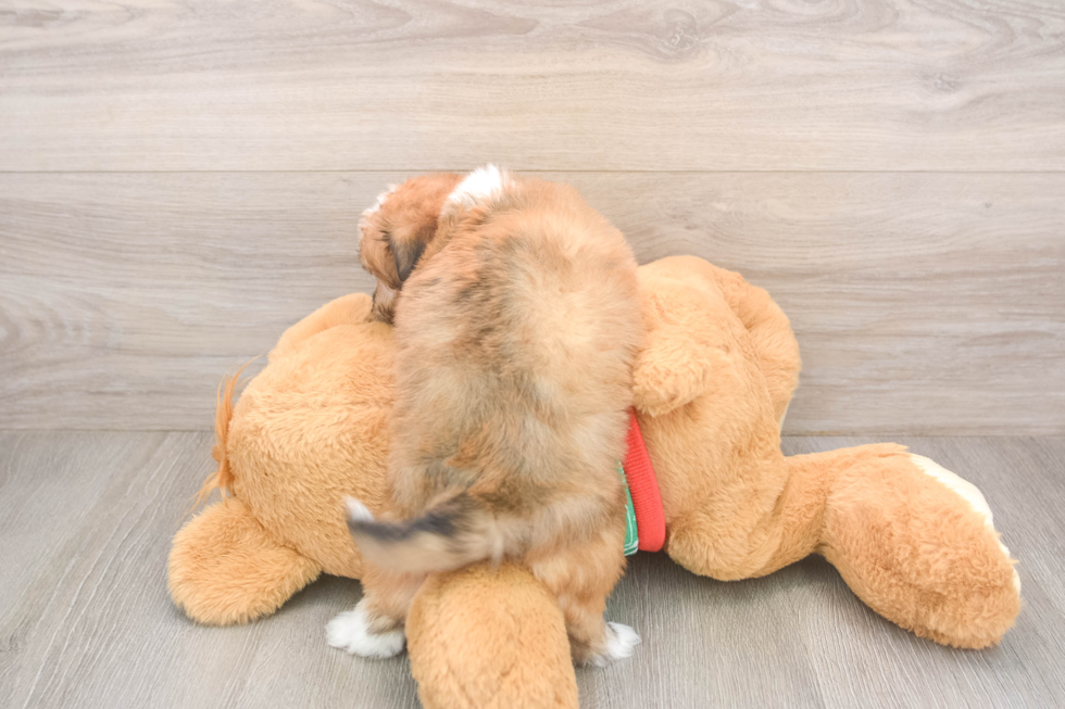 Popular Aussiechon Designer Pup