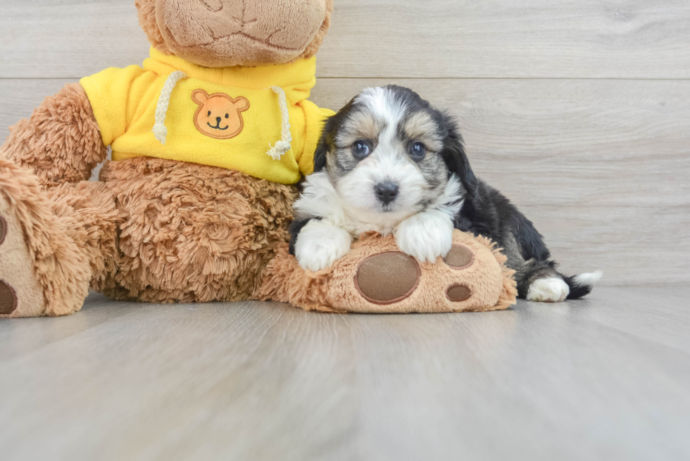 Aussiechon Puppy for Adoption