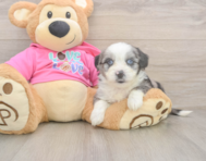 6 week old Aussiechon Puppy For Sale - Florida Fur Babies
