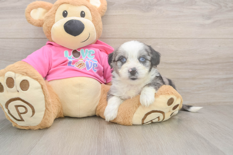 6 week old Aussiechon Puppy For Sale - Florida Fur Babies