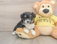 8 week old Aussiechon Puppy For Sale - Florida Fur Babies