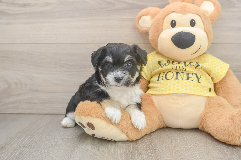 5 week old Aussiechon Puppy For Sale - Florida Fur Babies