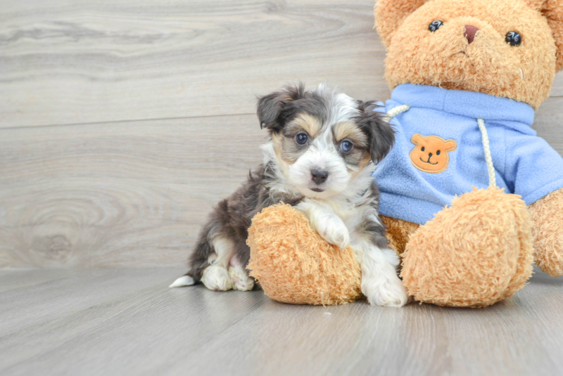 Meet Gustavo - our Aussiechon Puppy Photo 1/3 - Florida Fur Babies
