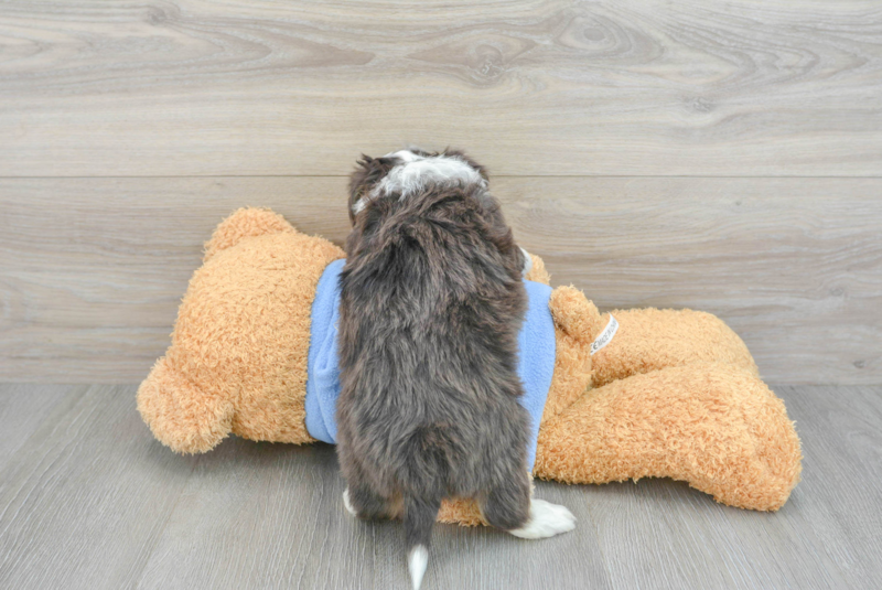 Meet Gustavo - our Aussiechon Puppy Photo 2/3 - Florida Fur Babies